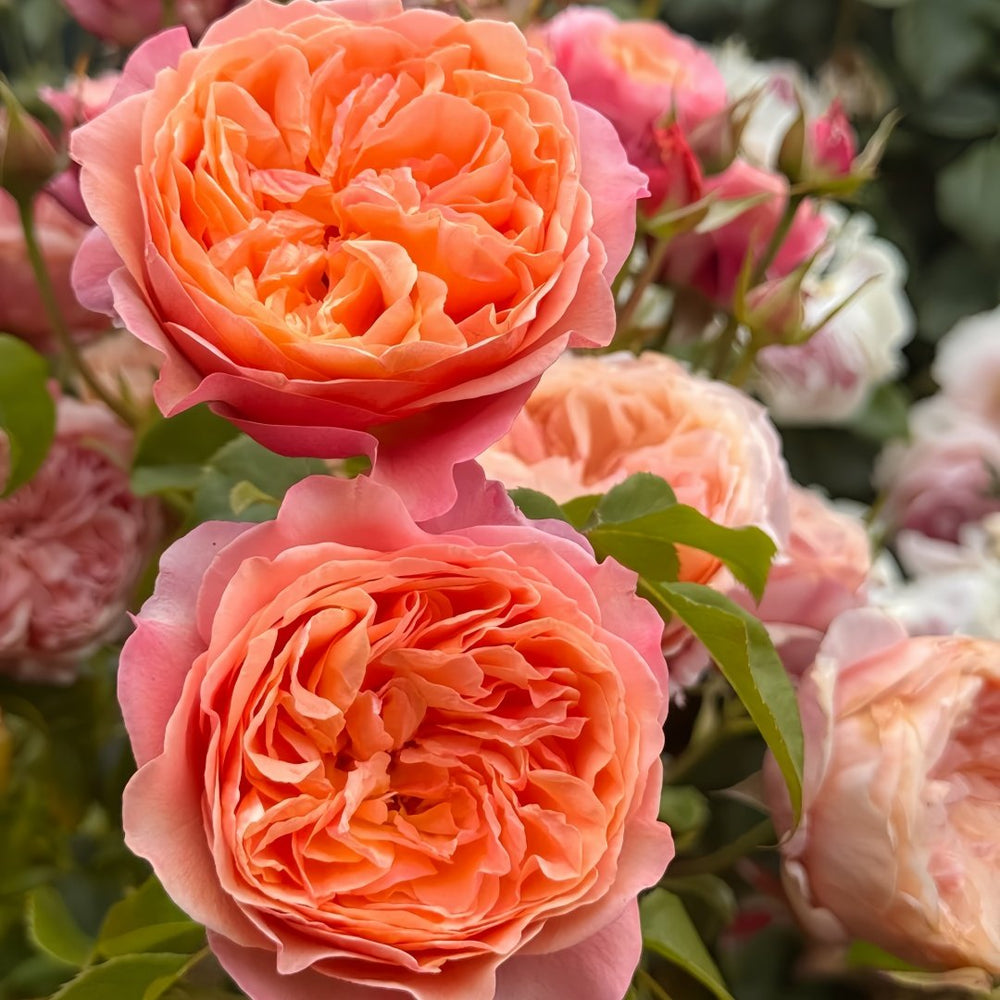 Victoria's secret Rose Plant|维多利亚的秘密 image 6