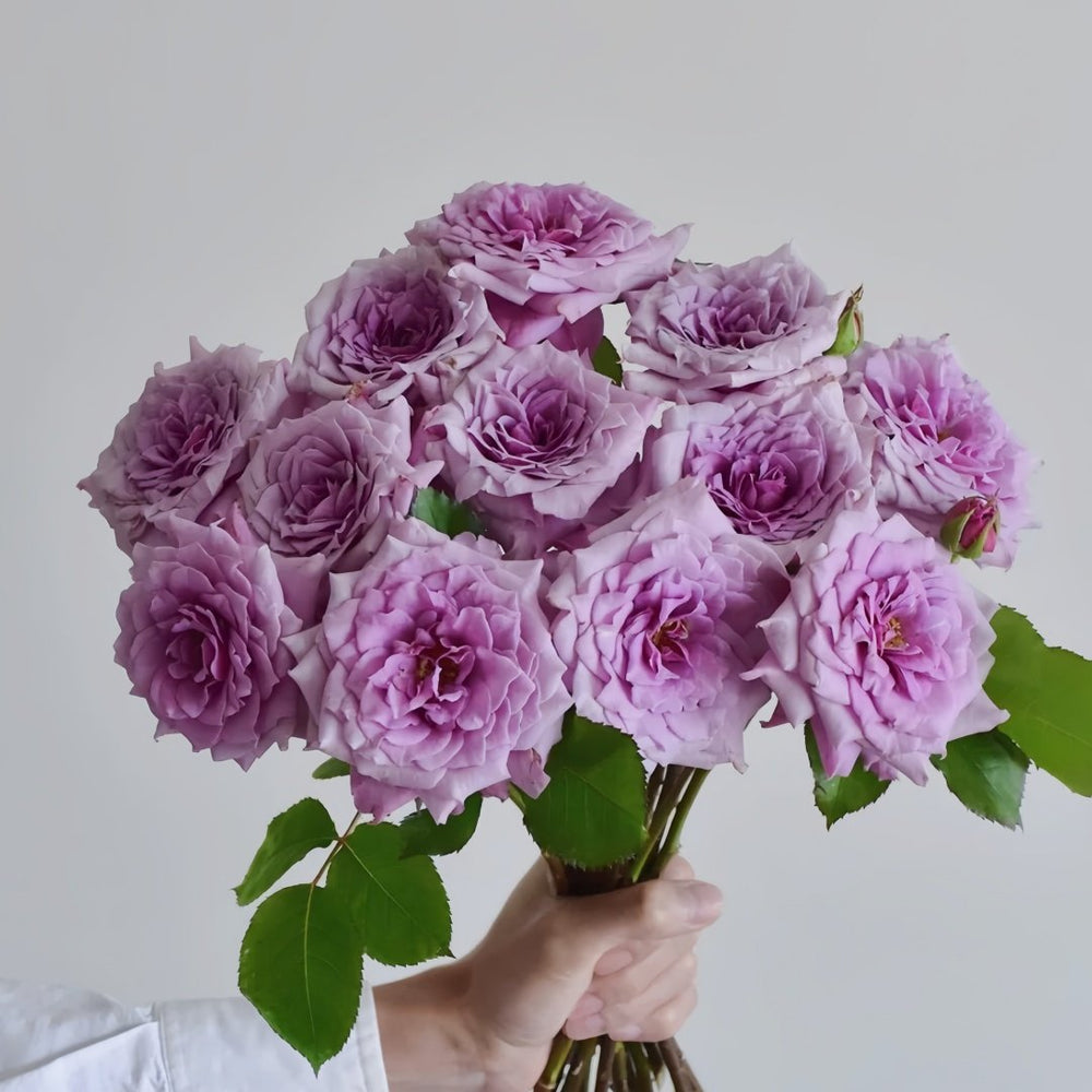 Colin Craven Rose Plant｜柯林克莱文 image 5