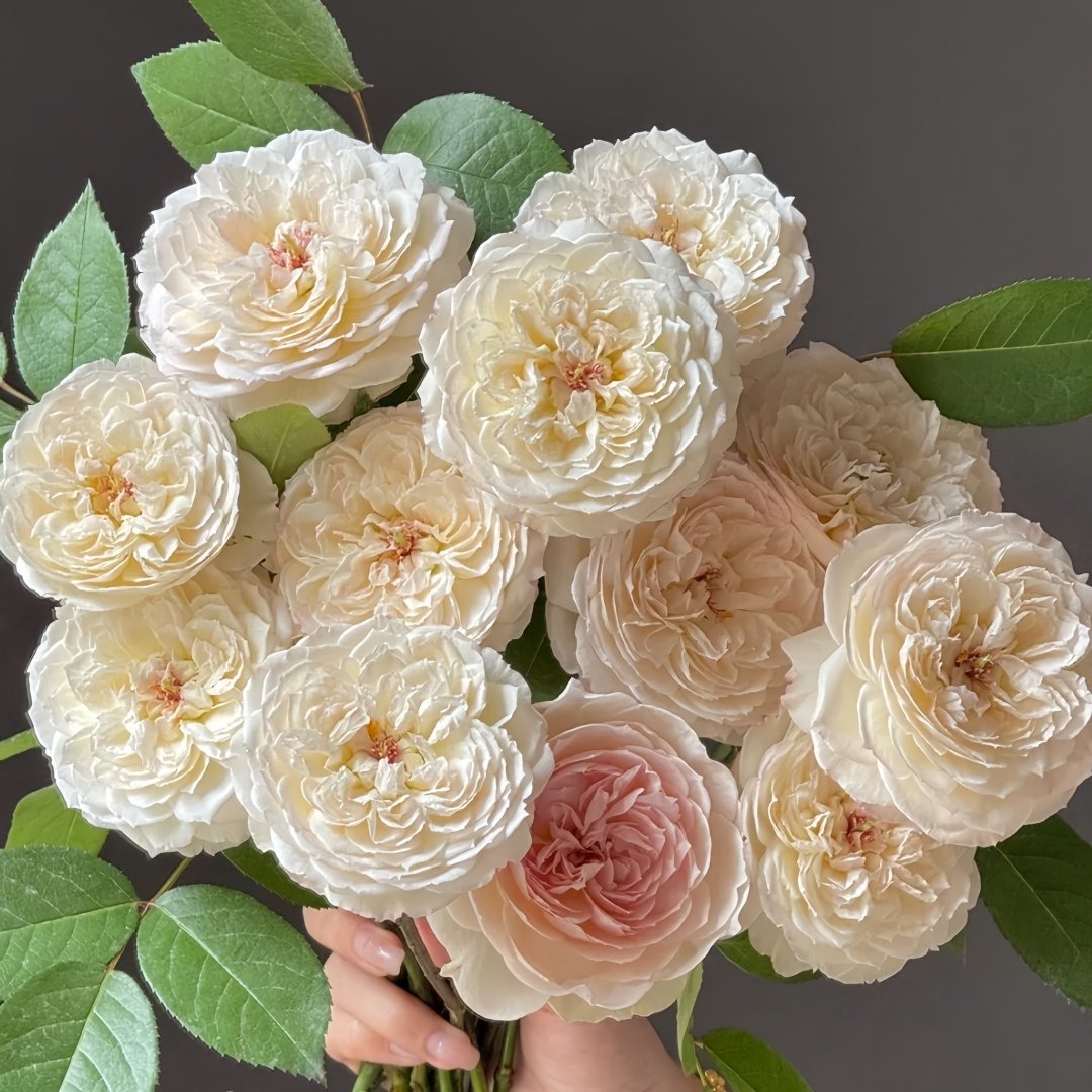 Savon Rose Plant|肥皂 image 3
