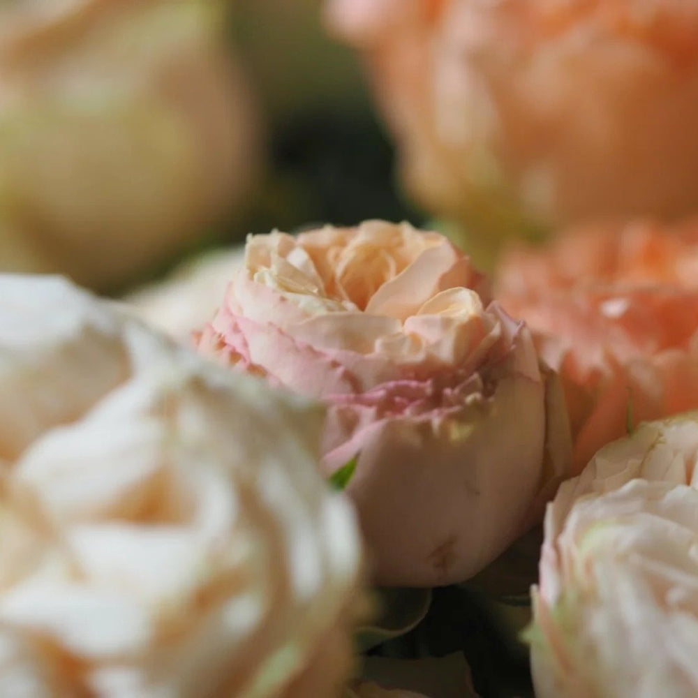 Gentle Trendsetter Rose Plant | 温柔宝藏 image 7
