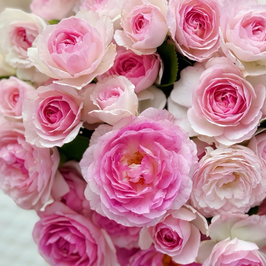 Vesalius Rose Plant｜维萨里 image 5