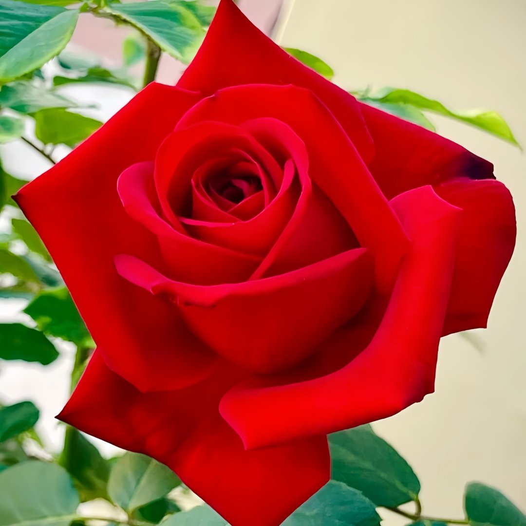 Carola Rose Plant｜卡罗拉 image 2