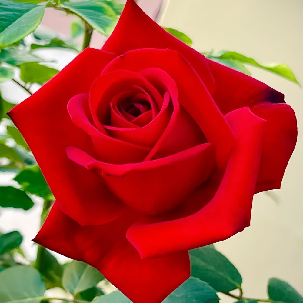 Carola Rose Plant｜卡罗拉 image 2