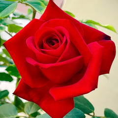 Carola Rose Plant｜卡罗拉 image 2