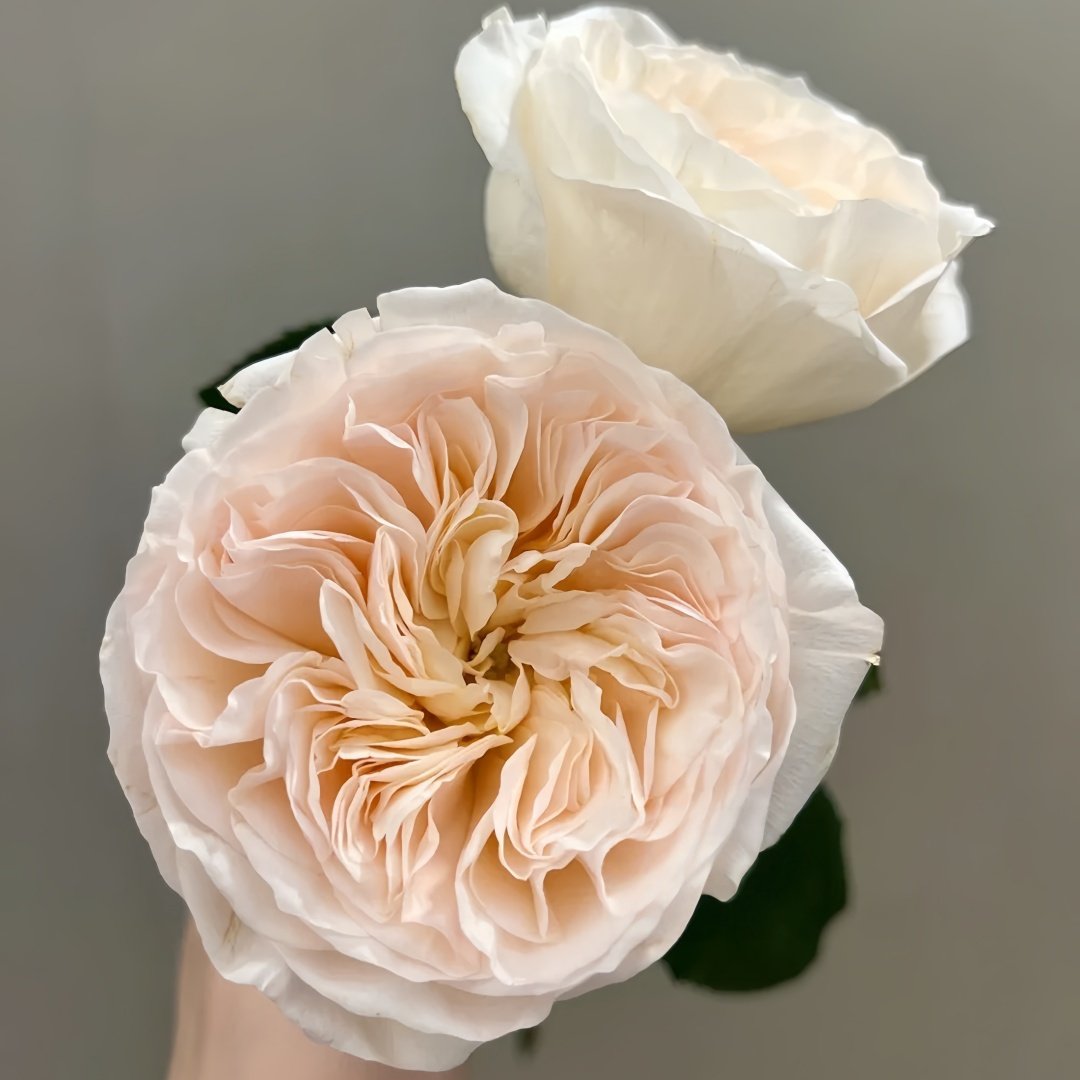 Bessie Rose Plant|贝茜 image 2