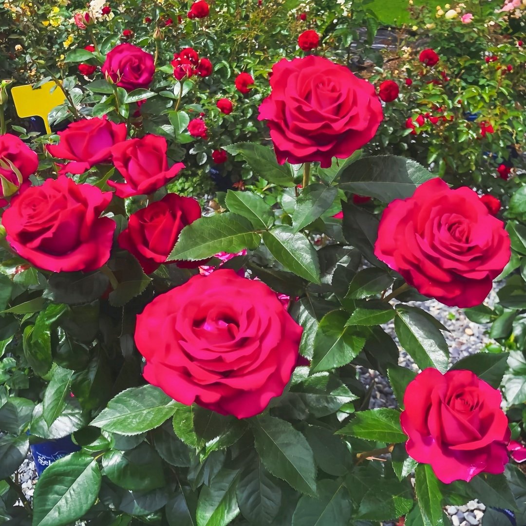 Belles Rives Rose Plant｜美人丽芙 image 8
