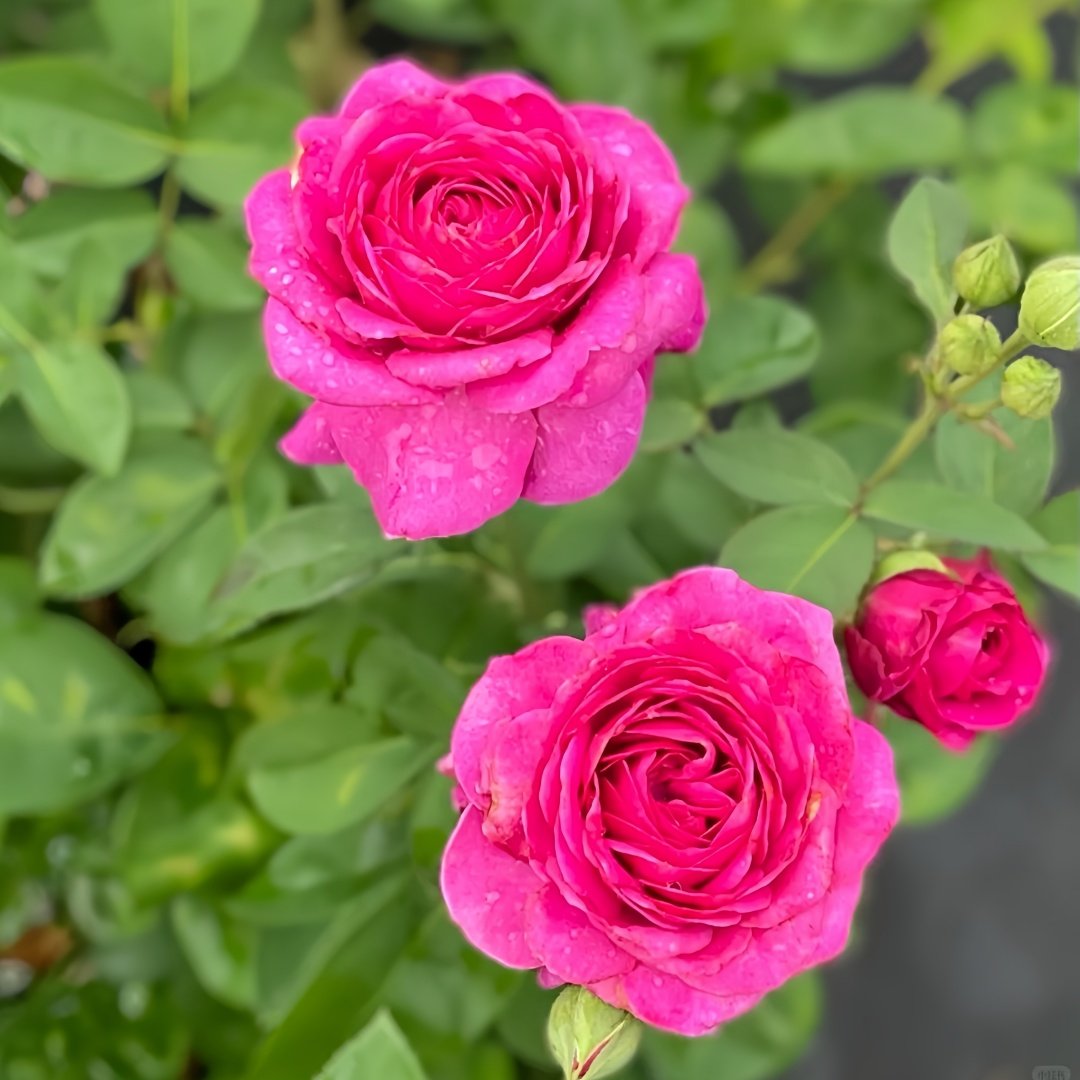 Heidi Klum Rose Plant｜海蒂克鲁姆 image 6