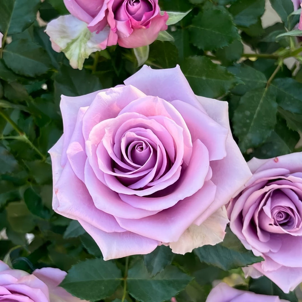 Nightingale Rose Plant｜紫霞仙子 image 4