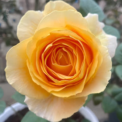 Global Beauty Rose Plant|黄烛光 image 0