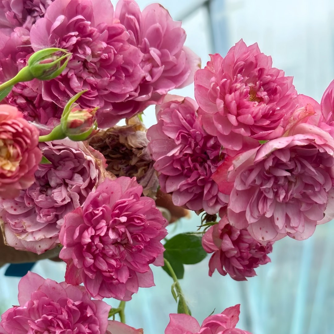 Nagi Rose Plant｜凪 image 7
