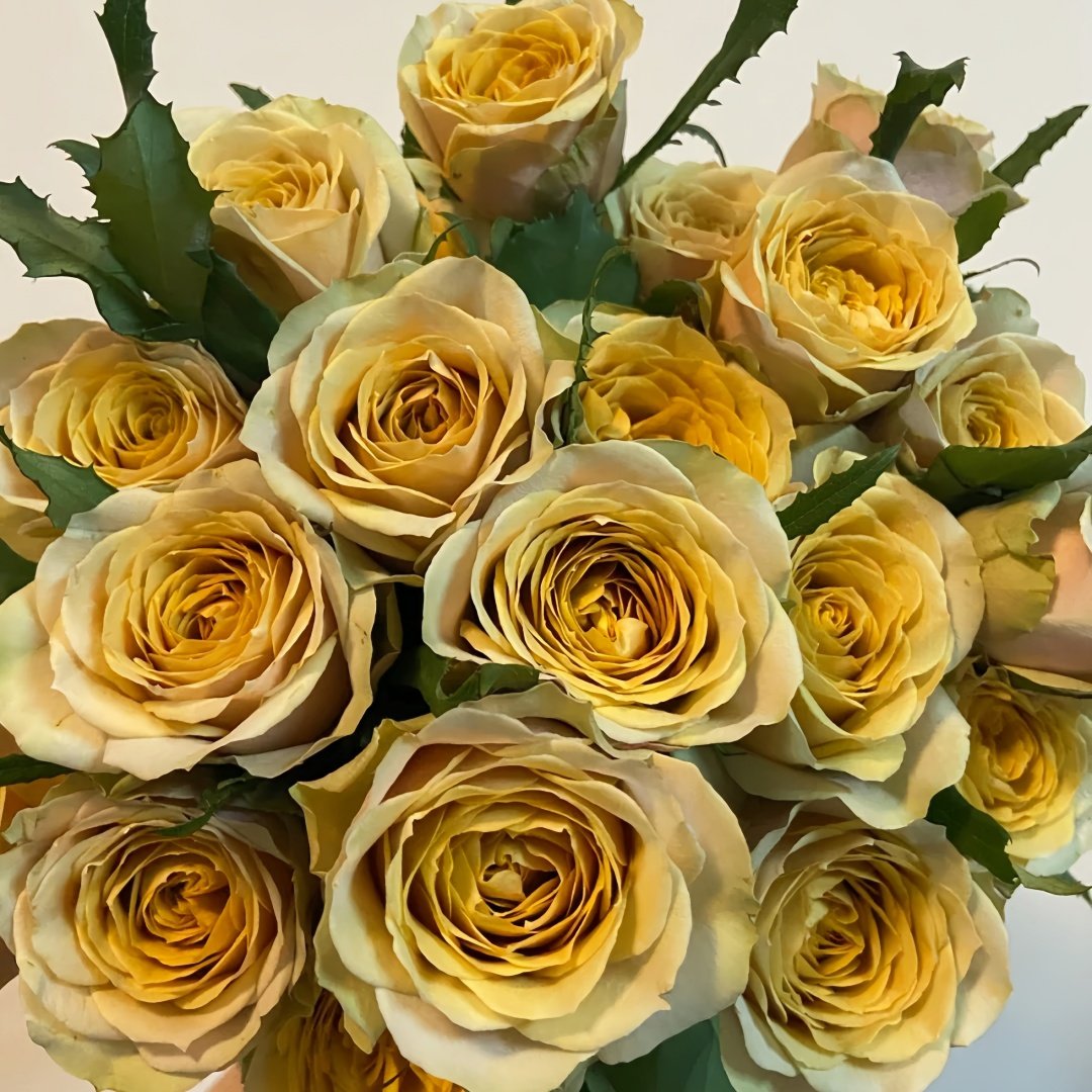 Golden Mustard Rose Plant|黄金芥末 image 0