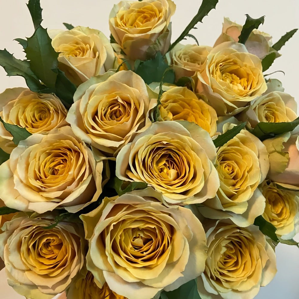Golden Mustard Rose Plant|黄金芥末 image 0