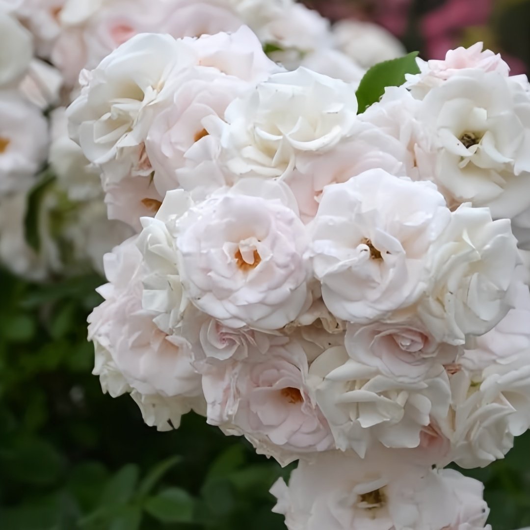 Aspirin Rose Plant|阿司匹林 image 8