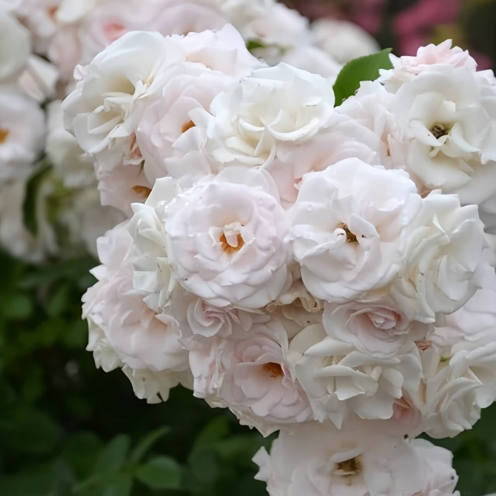Aspirin Rose Plant|阿司匹林 image 8