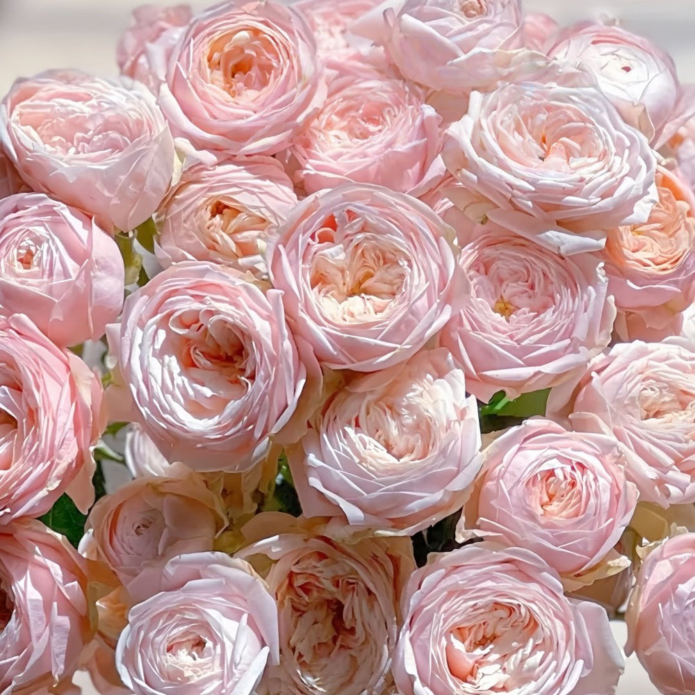 New SPS Rose Plant|柏林少女 image 7