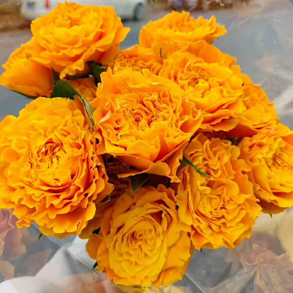Orange Reeva Rose Plant|橙色风暴 image 8