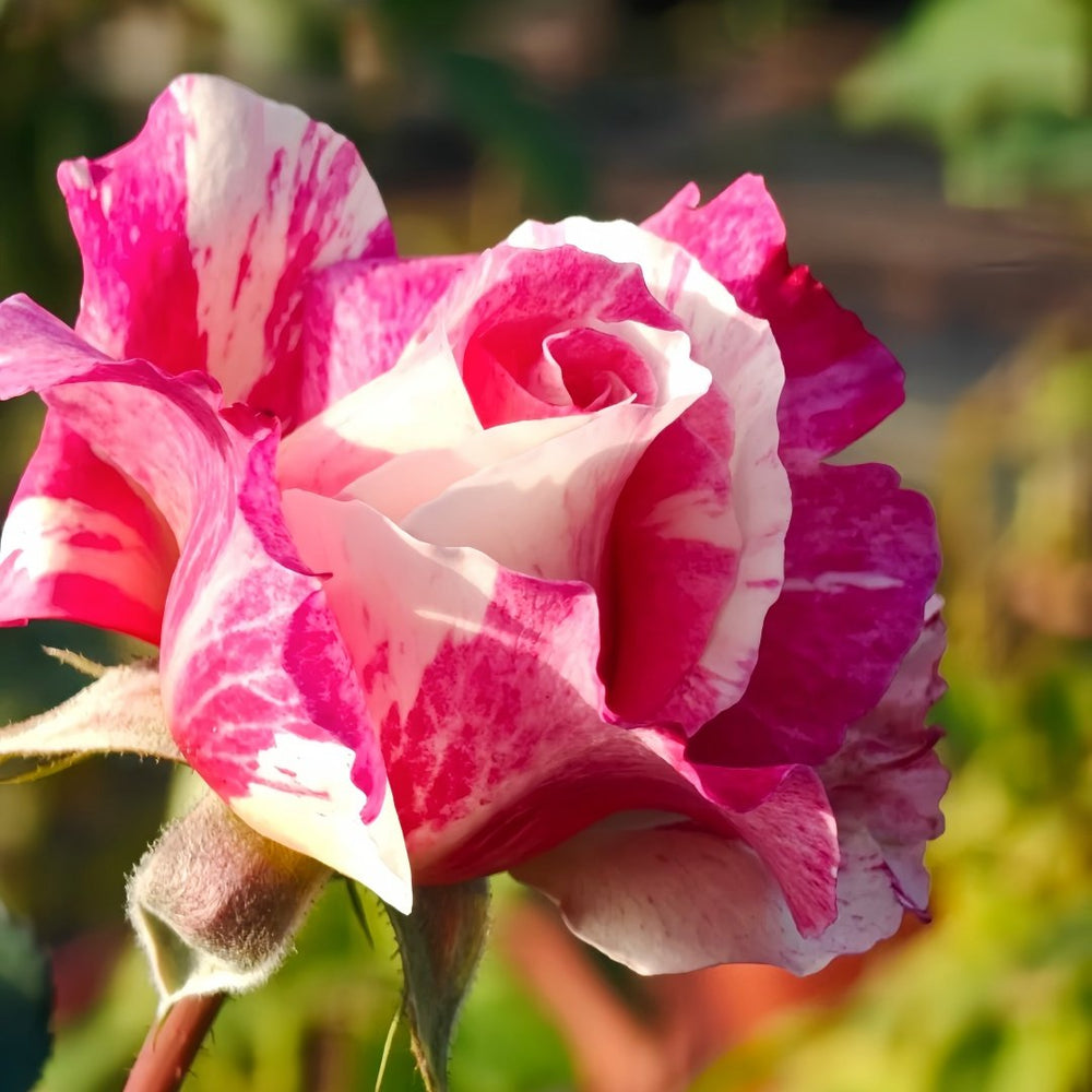 Maurice Utrillo Rose Plant｜莫里斯•尤特里罗 image 6