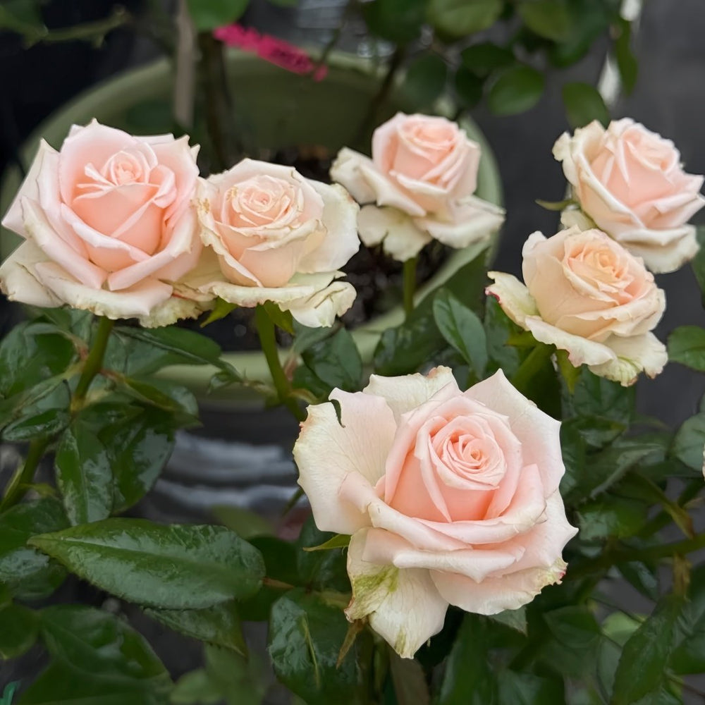 Almond Milk Candy Rose Plant|杏仁奶糖 image 7