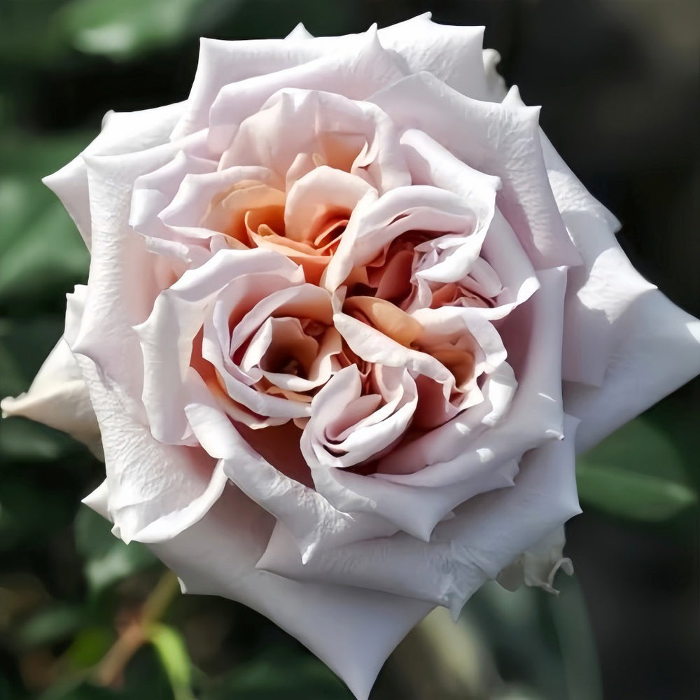 Latte Art Rose Plant|拿铁艺术 image 4