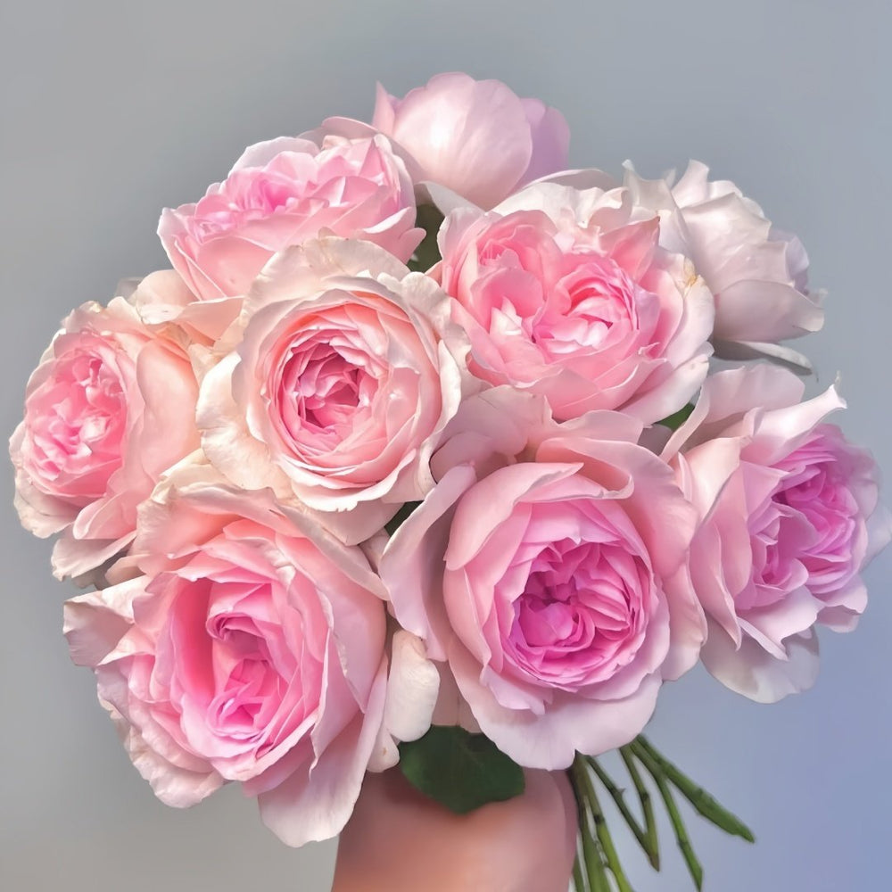 Roselyne Rose Plant｜罗斯丽娜 image 0