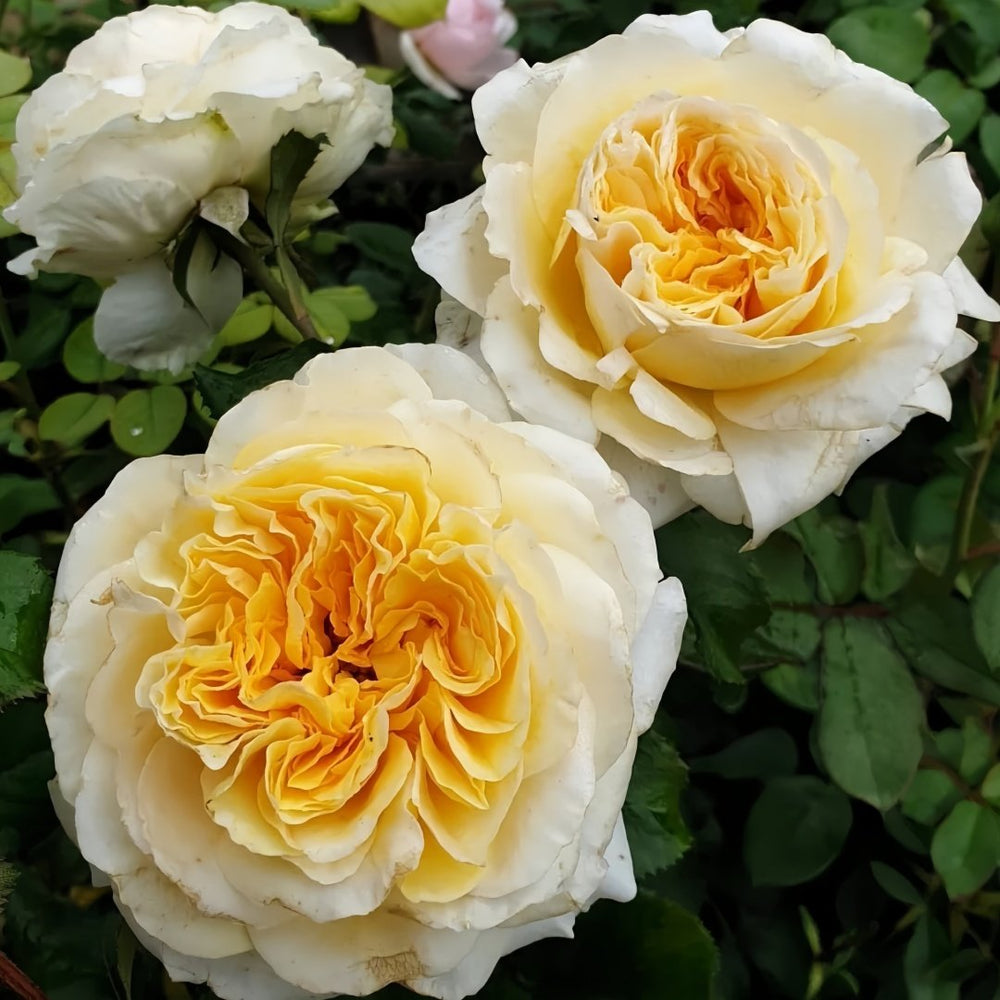 Eugenie Rose Plant｜尤金妮 image 4