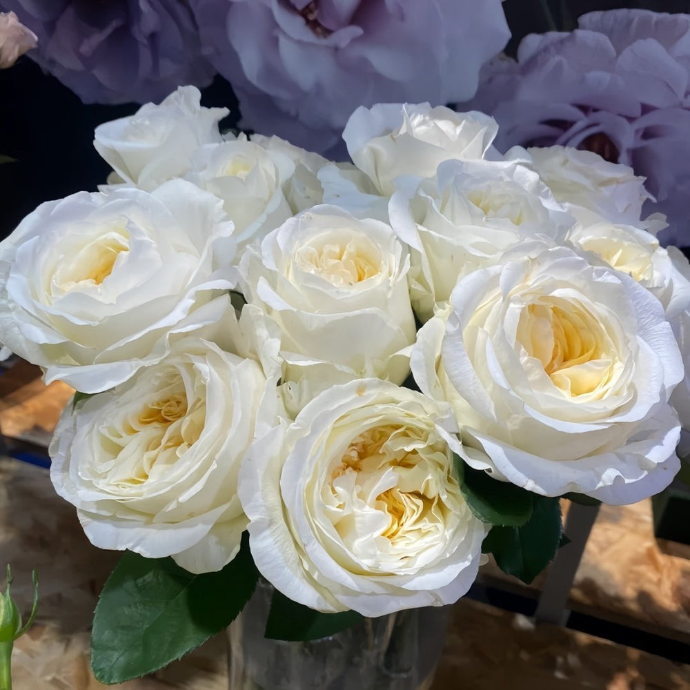 Moon Fairy Rose Plant|皎月仙子 image 3