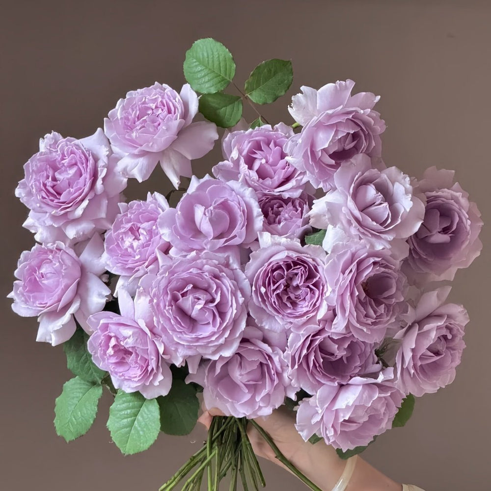Yinyinqing Rose Plant｜隐隐青 image 0