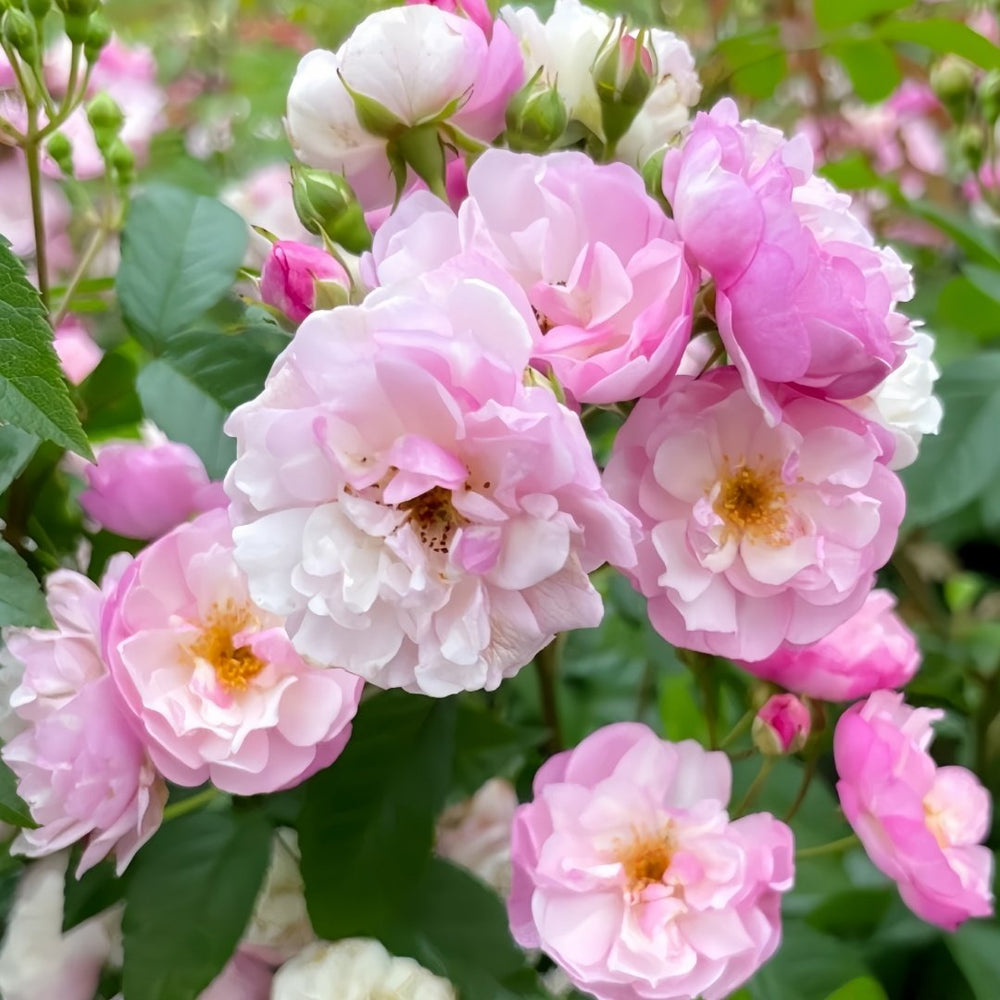 Lavender Siluetta Rose Plant|薰衣草剪影 image 0