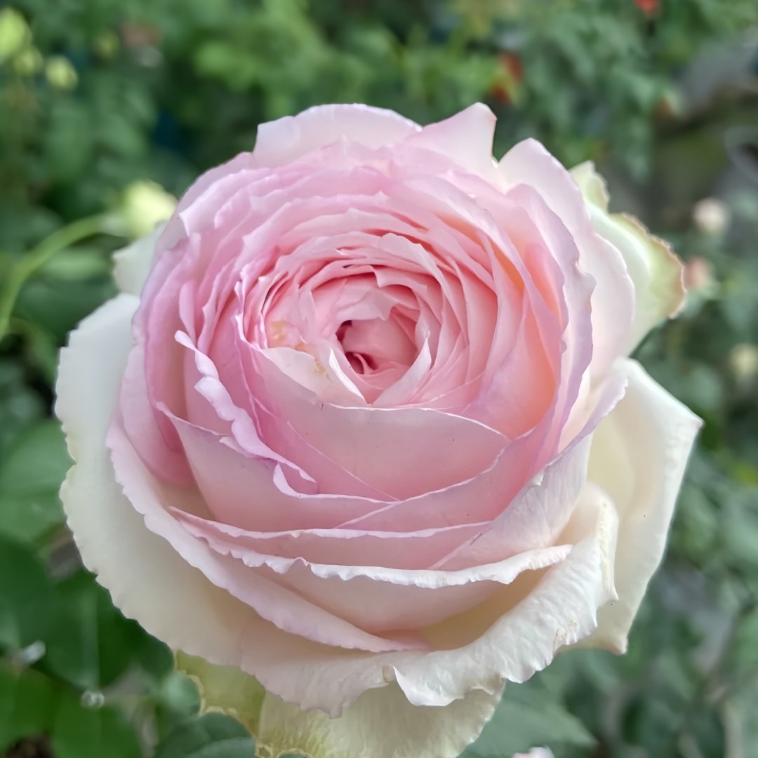 Light Makeup Rose Plant|薄化妆 image 1