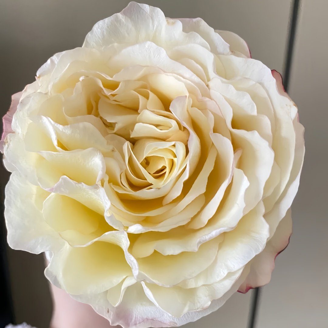 Stylist Rose Plant｜造型师 image 9