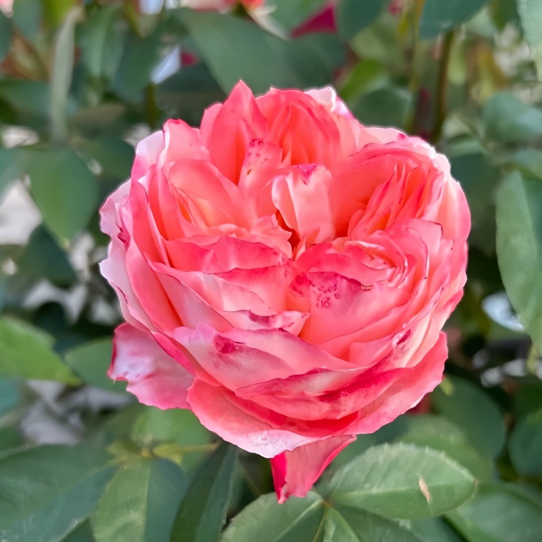 Chance Pom Rose | 苹果运气 image 2