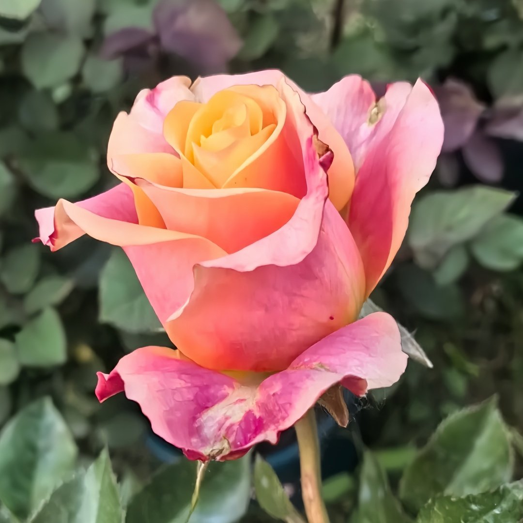 Wild Crown Rose Plant | 狂野王冠 image 6