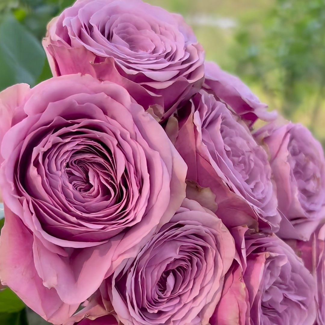 Smokey Eyes Rose Plant|烟熏眼妆 image 4