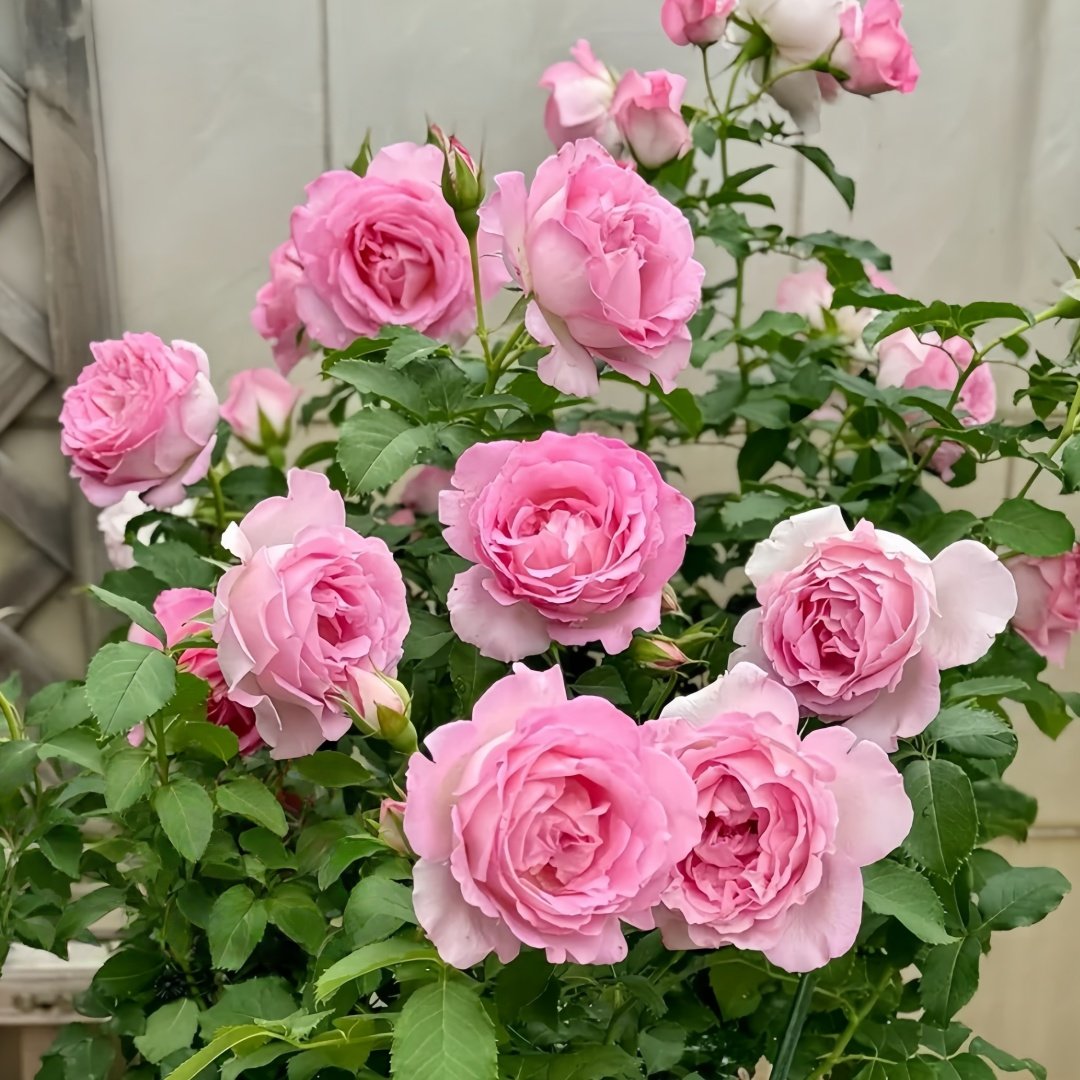 Rien Rose Plant｜河本绊 image 9