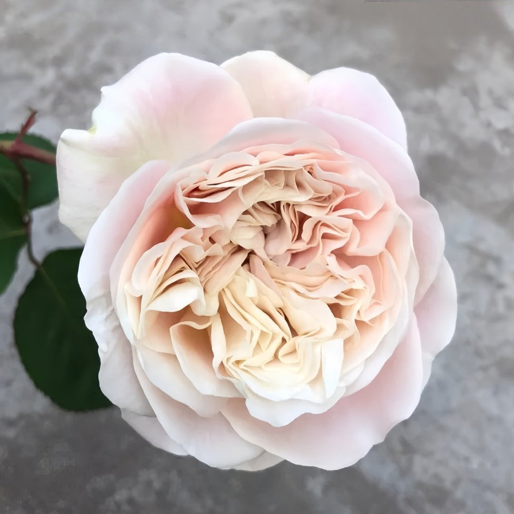 Chiffonade Rose Plant | 雪纺 image 2