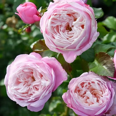 Pirouette Rose Plant|旋转芭蕾 image 2
