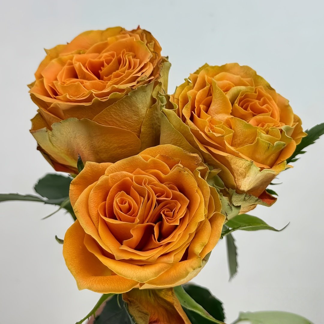 Copper Kiss Rose Plant|铜吻 image 3