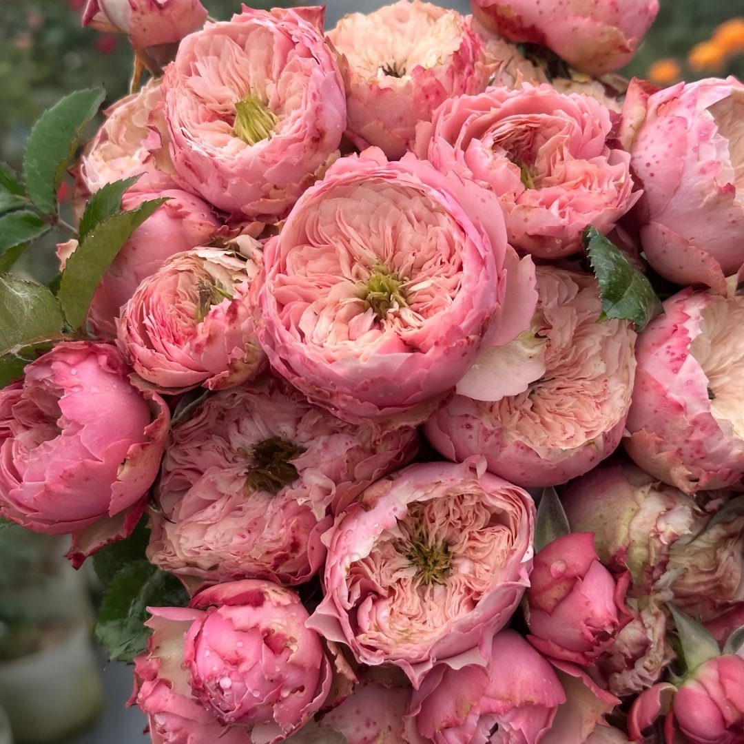 Northanger Abbey Rose Plant| 诺桑觉寺 image 4