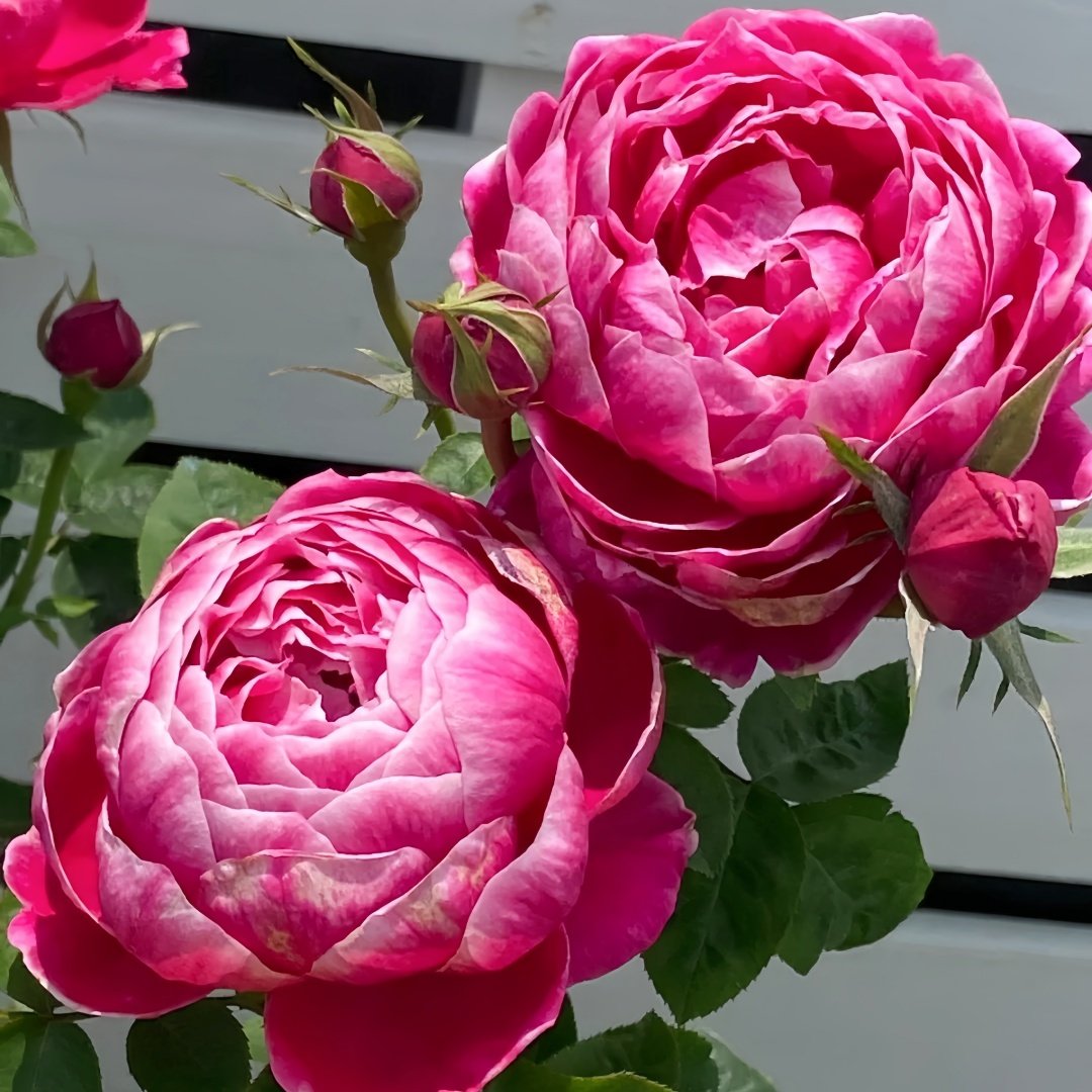 Japanese Mary Rose Plant|日本玛丽 image 5