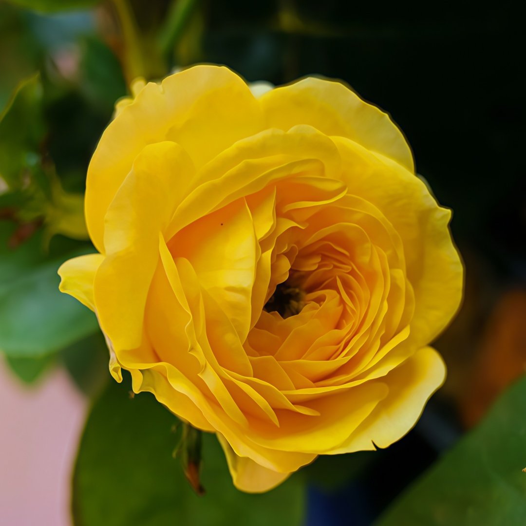 Inka Rose Plant|樱卡 image 3