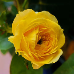 Inka Rose Plant|樱卡 image 3