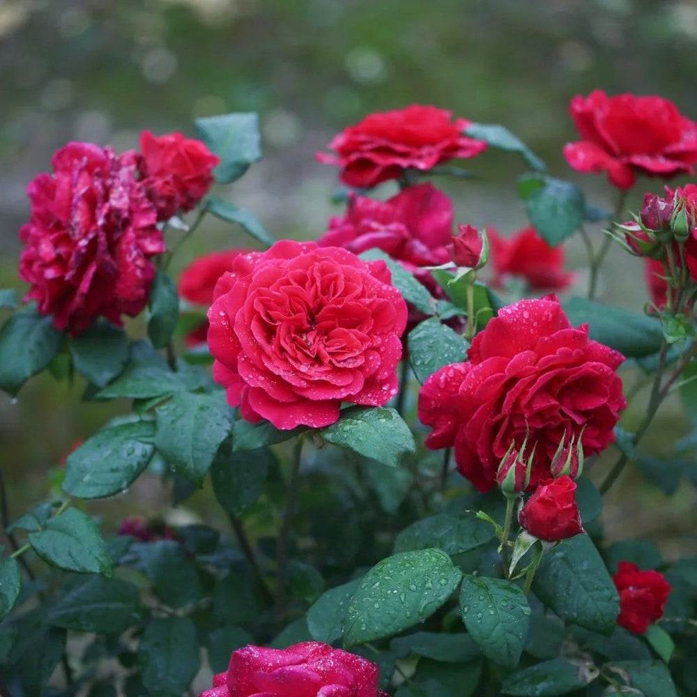 Femme fatale Rose Plant|蛇蝎美人 image 8