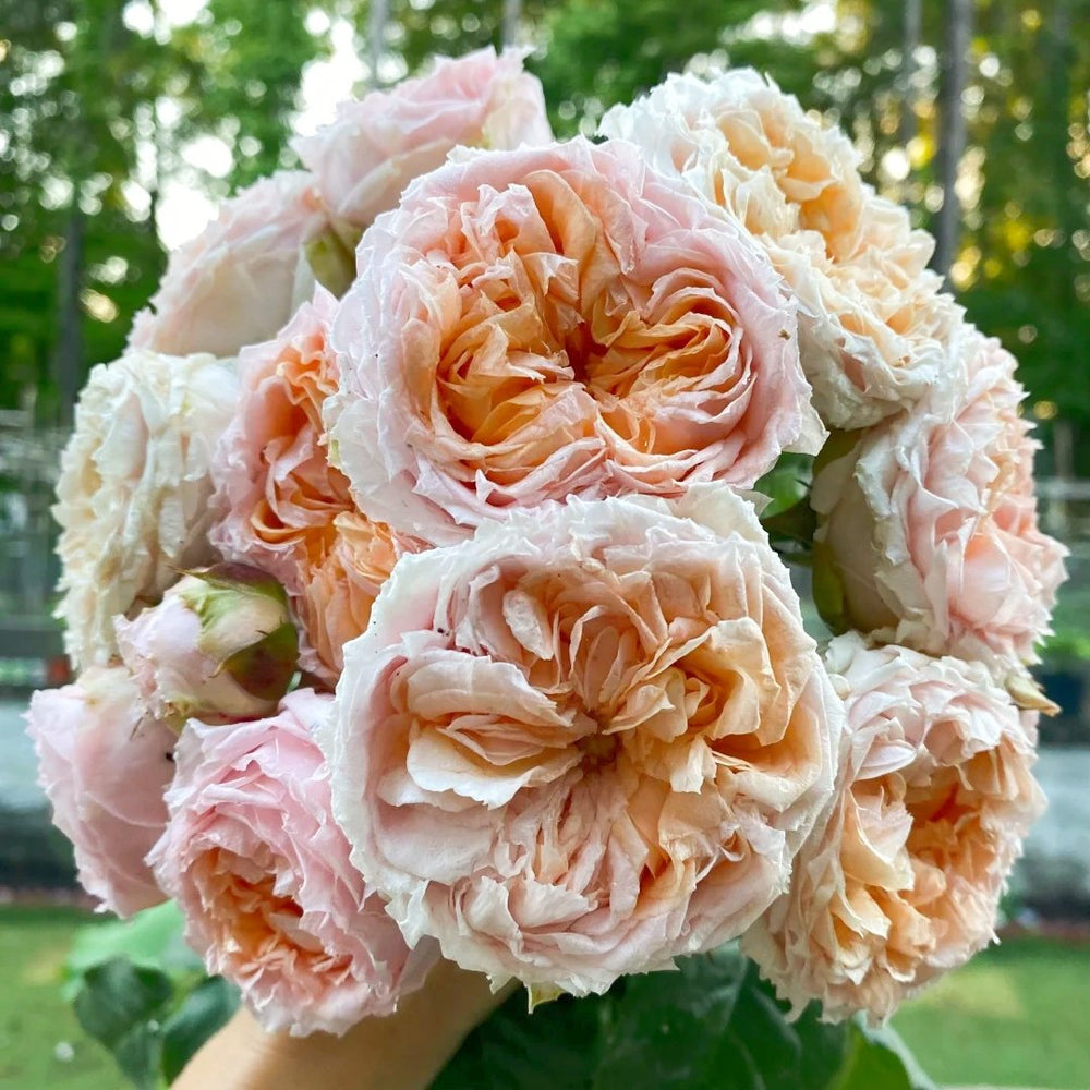 Georgia Peach Rose Plant | 格鲁吉亚蜜桃 image 4