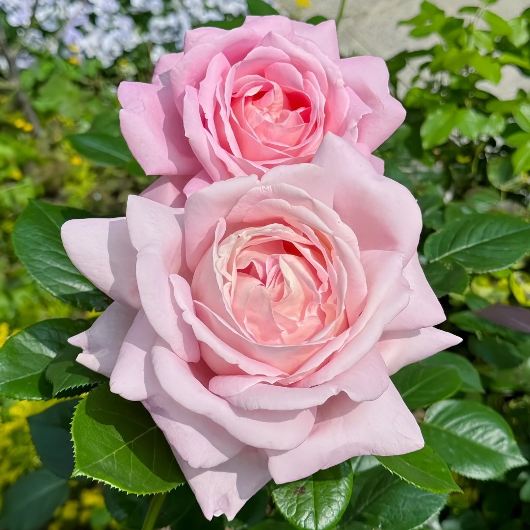 Amazing Grace Rose Plant ｜天赐恩宠 image 7
