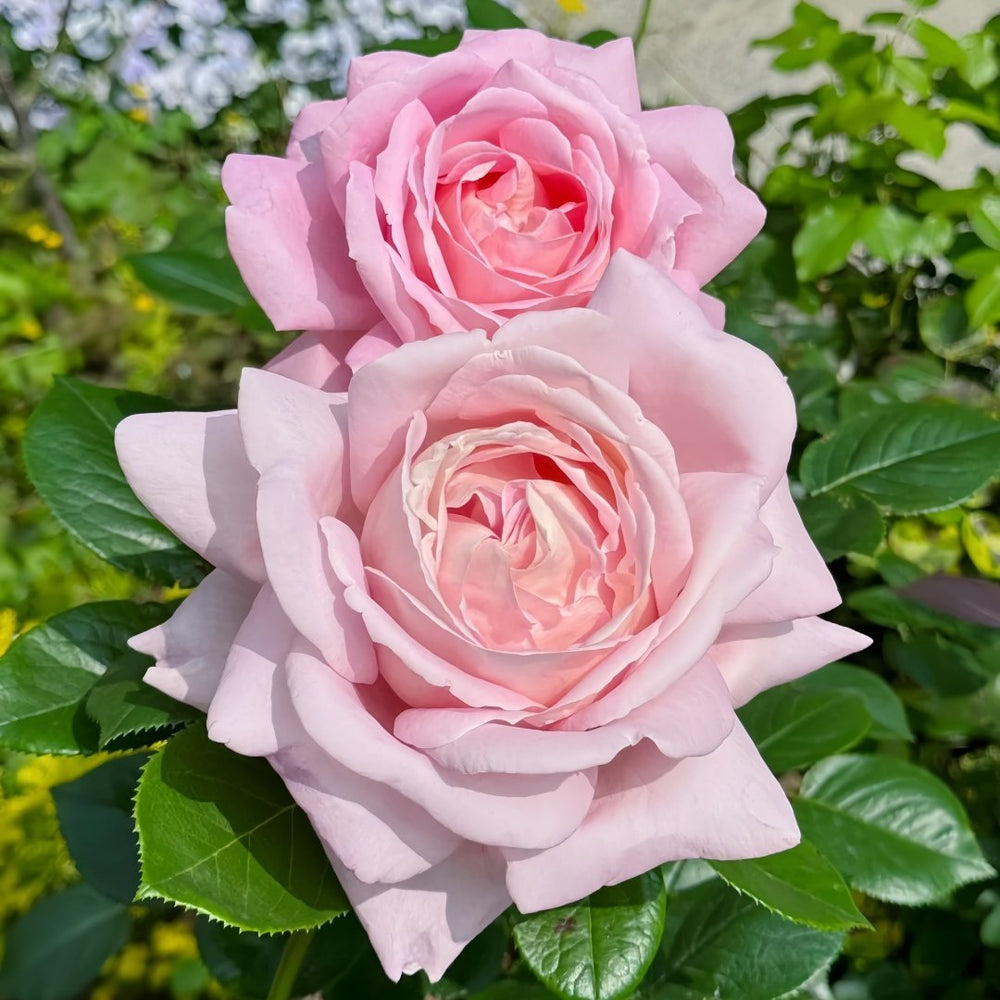 Amazing Grace Rose Plant ｜天赐恩宠 image 7