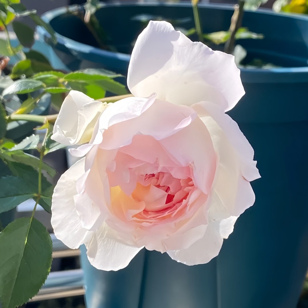 Sucre Rose Plant|砂糖 image 7