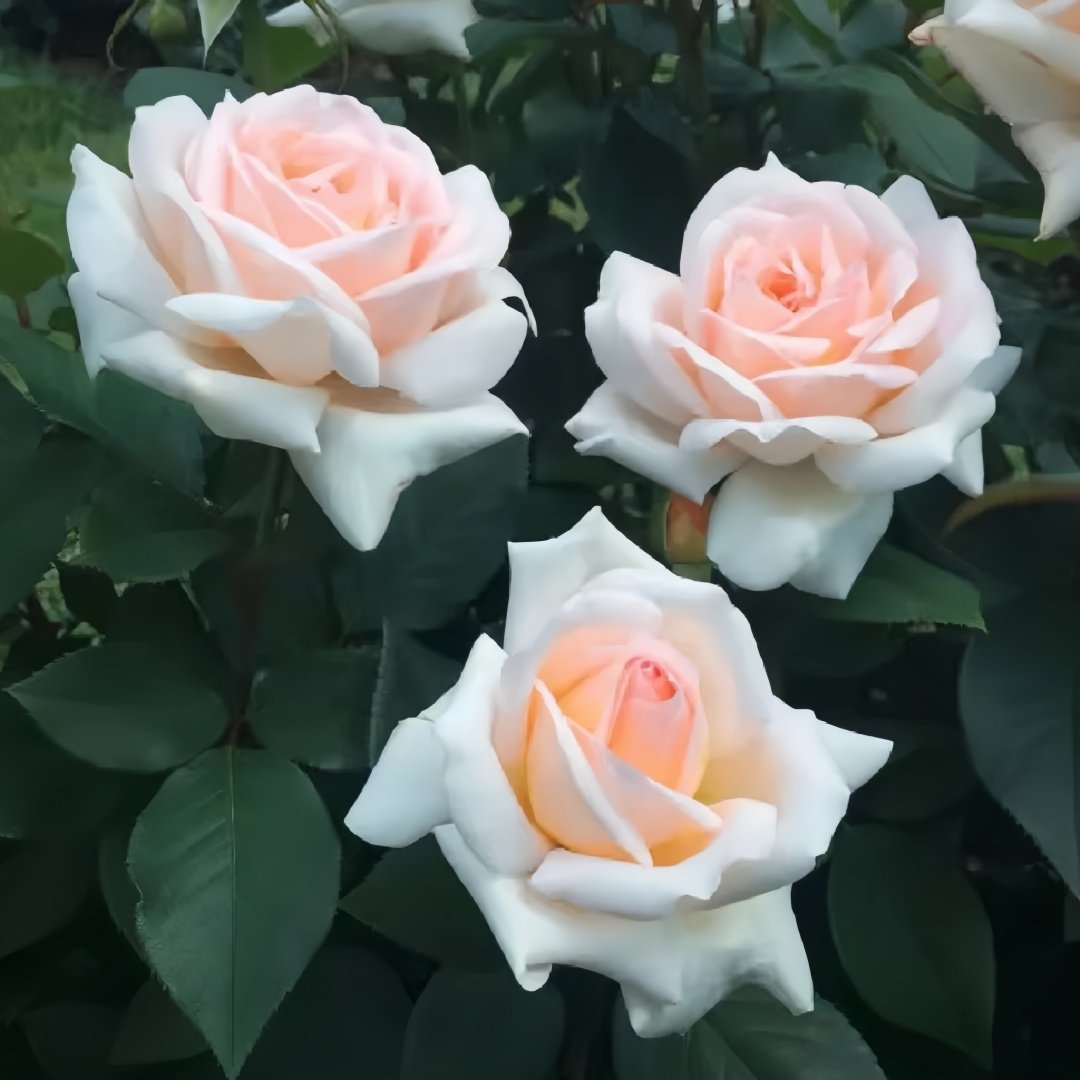 Trésor du Jardin Rose Plant|花园宝藏 image 5
