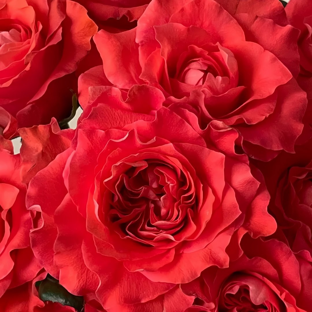 Yu Haitang Rose Plant|玉海棠 image 3
