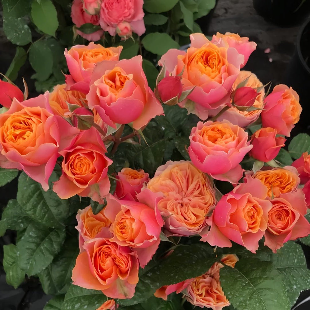 Vuvuzela Rose Plant|温柔珊瑚心 image 6