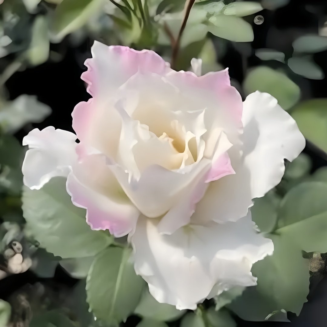 Le Blanc Rose Plant|乐柏/勒布朗 image 6